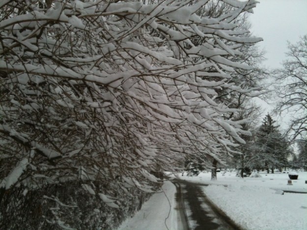 beech grove branches
